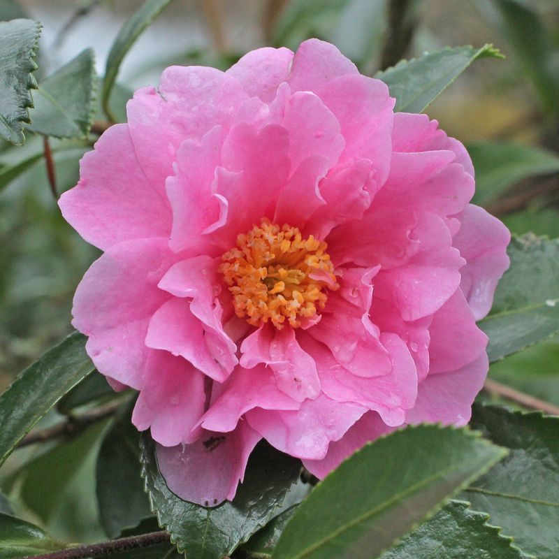Camellia Sasanqua