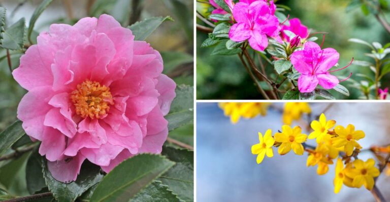 These 23 Shrubs Bloom Year Round While Others Die in Winter