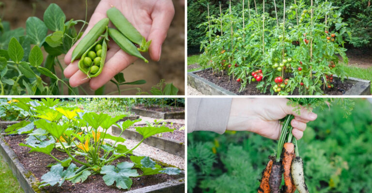 These 23 Vegetables Thrive in One Raised Bed – The Results Will Amaze You