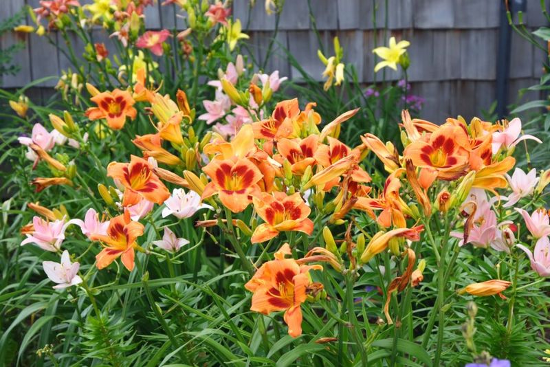 Daylily (Hemerocallis)
