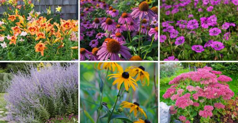 These 31 Perennials Bloom Nonstop – Your Garden Will Thank You