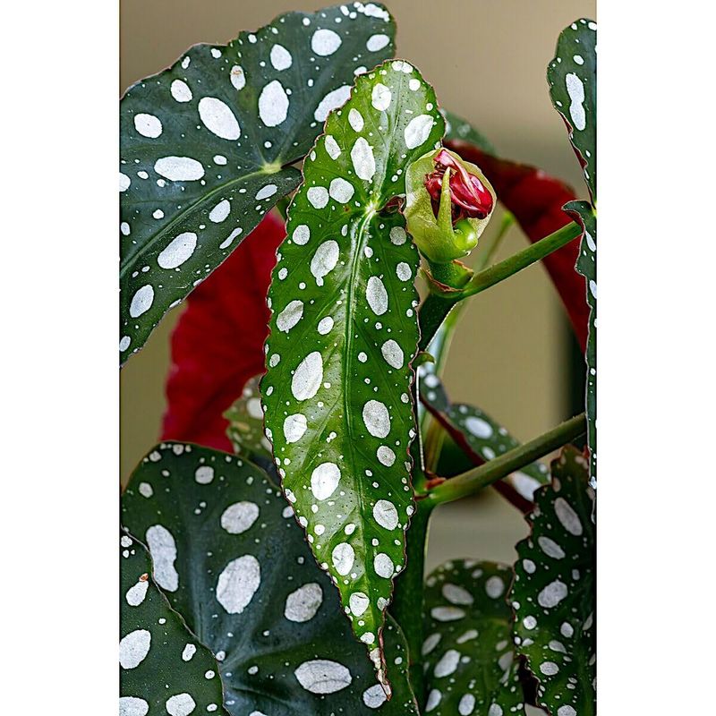 Begonia maculata ‘Wightii’