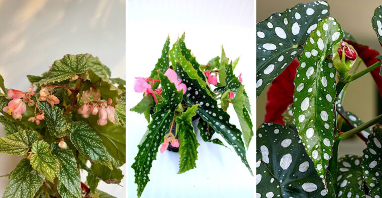 These 9 Spotted Begonia Varieties Share One Thing – Living Masterpieces