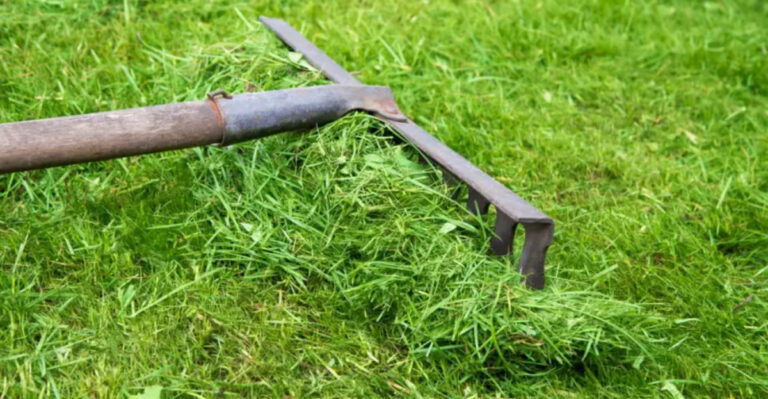These Common Virginia Lawn Mistakes Could Get You Fined This Summer