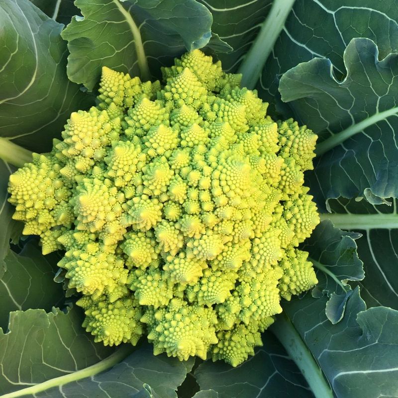 Romanesco Broccoli