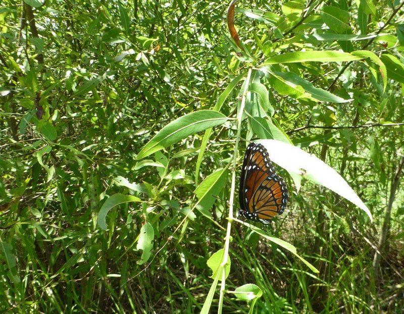 Willow and Poplar Trees Are Their Host Plants