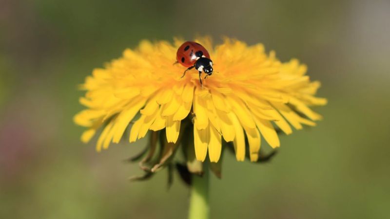 They Attract Beneficial Insects