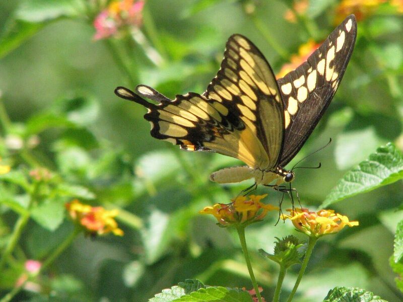 Plant Their Favorite Host Plants