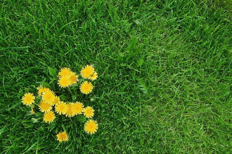 They Can Help Your Lawn Stay Healthier
