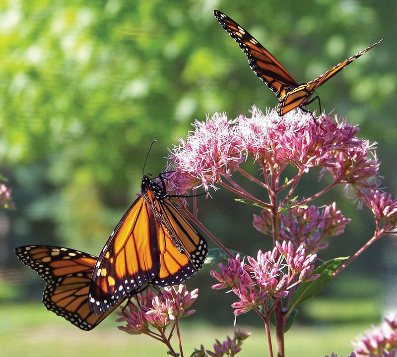 They Inspire Gardeners and Artists Alike