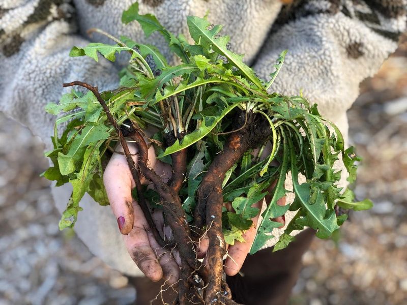 Their Deep Roots Improve Soil Health