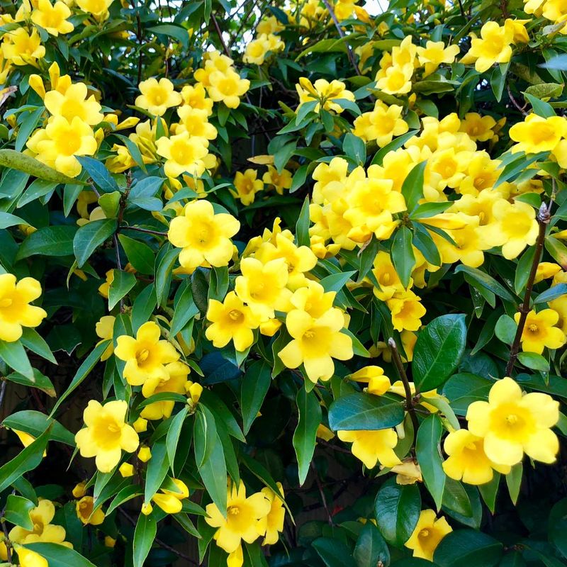 Carolina Jessamine