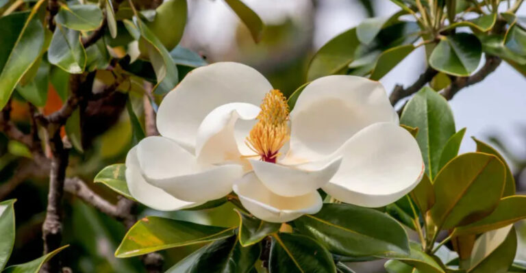 This Forgotten Southern Plant Creates a Garden That Smells Like Summer Even in Fall