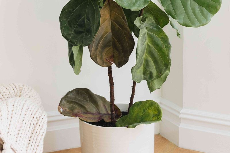 Fiddle Leaf Fig