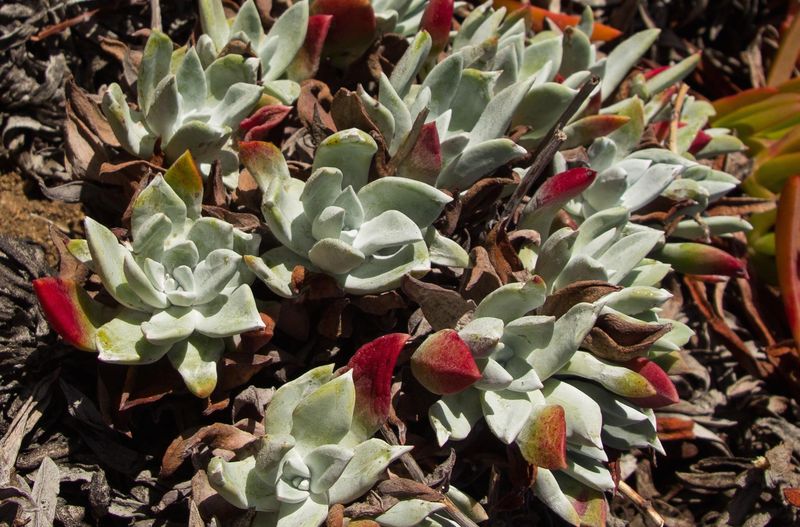 Over-planting Succulents