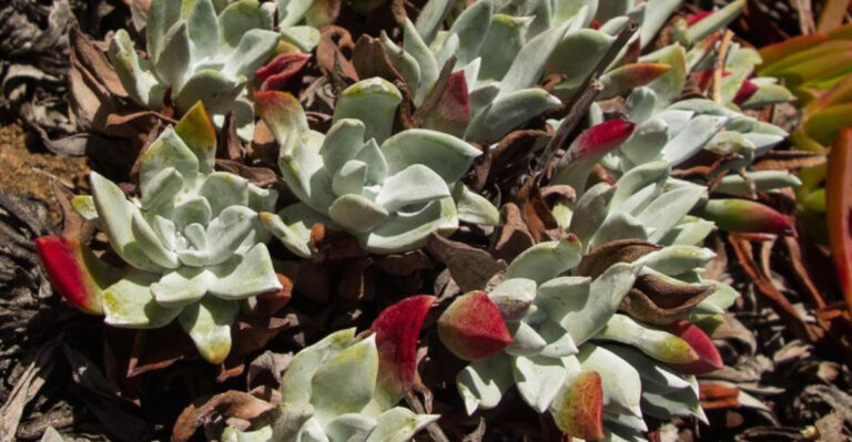 This Gardening Trend Is Exploding Right Now – But It’s Destroying Gardens