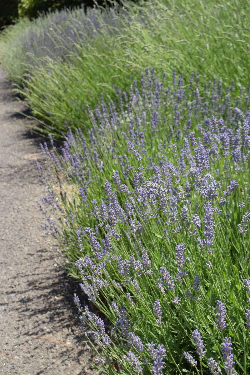 Lavender Walkways