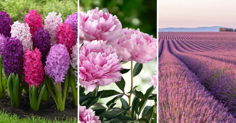 This Scented Flower Trend Is Exploding Right Now – But Won’t Last Past August