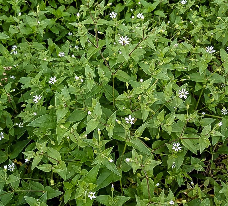 Chickweed