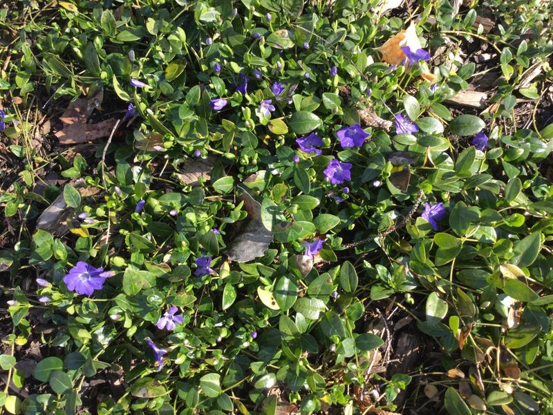 Competes with Native Species