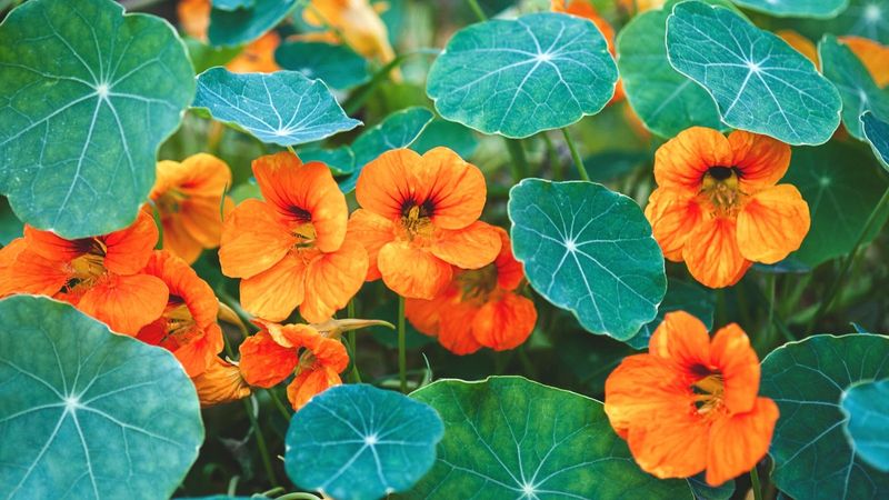 Nasturtium