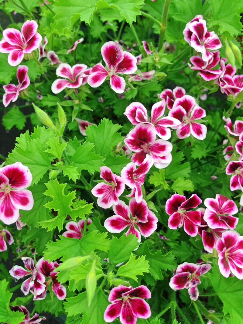 Geranium