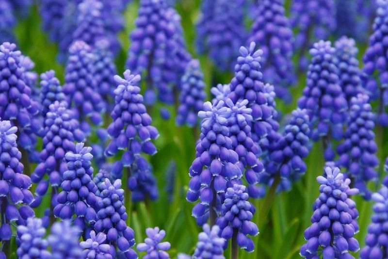 Grape Hyacinth
