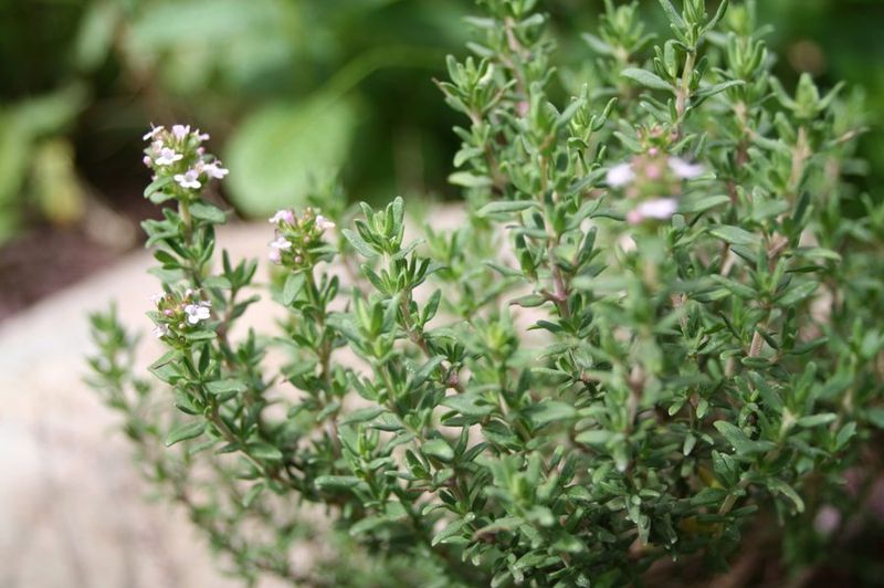 History of Thyme