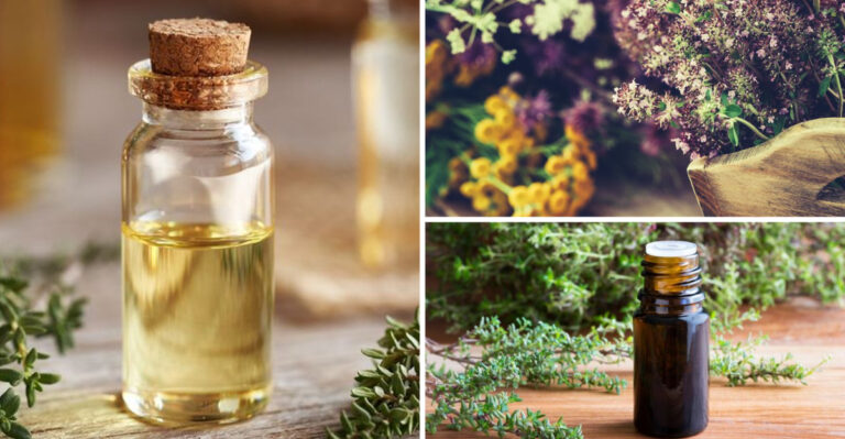 Thyme: How to Grow & Use This Amazing Herb