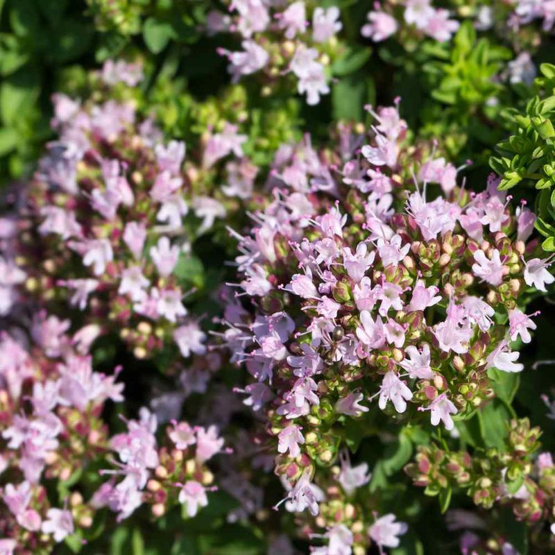 Oregano - The Pizza Plant Protector