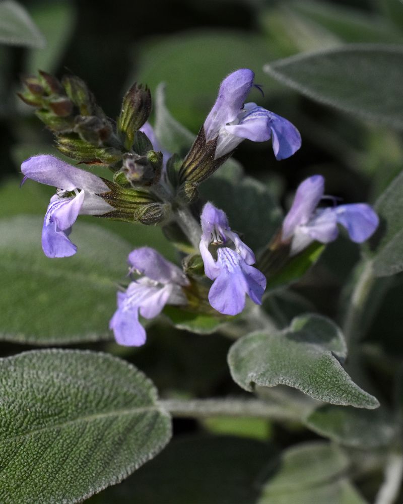 Sage - The Velvet-Leafed Wonder