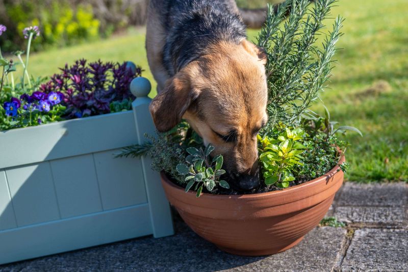 Rosemary (Rosmarinus officinalis)
