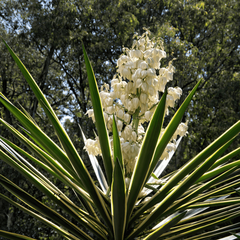 Yucca