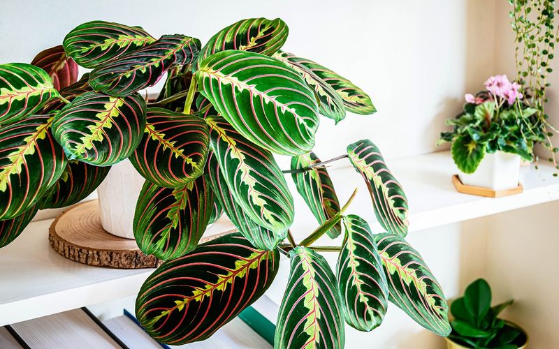 Prayer Plant (Maranta leuconeura)