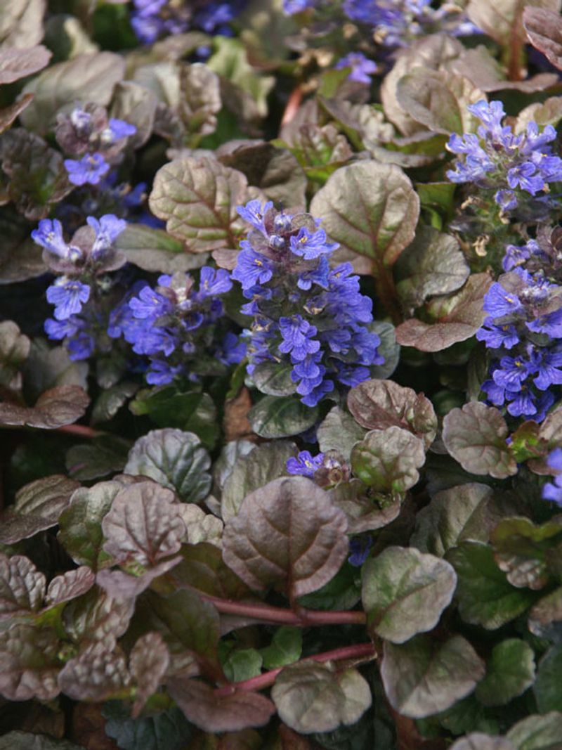 Ajuga