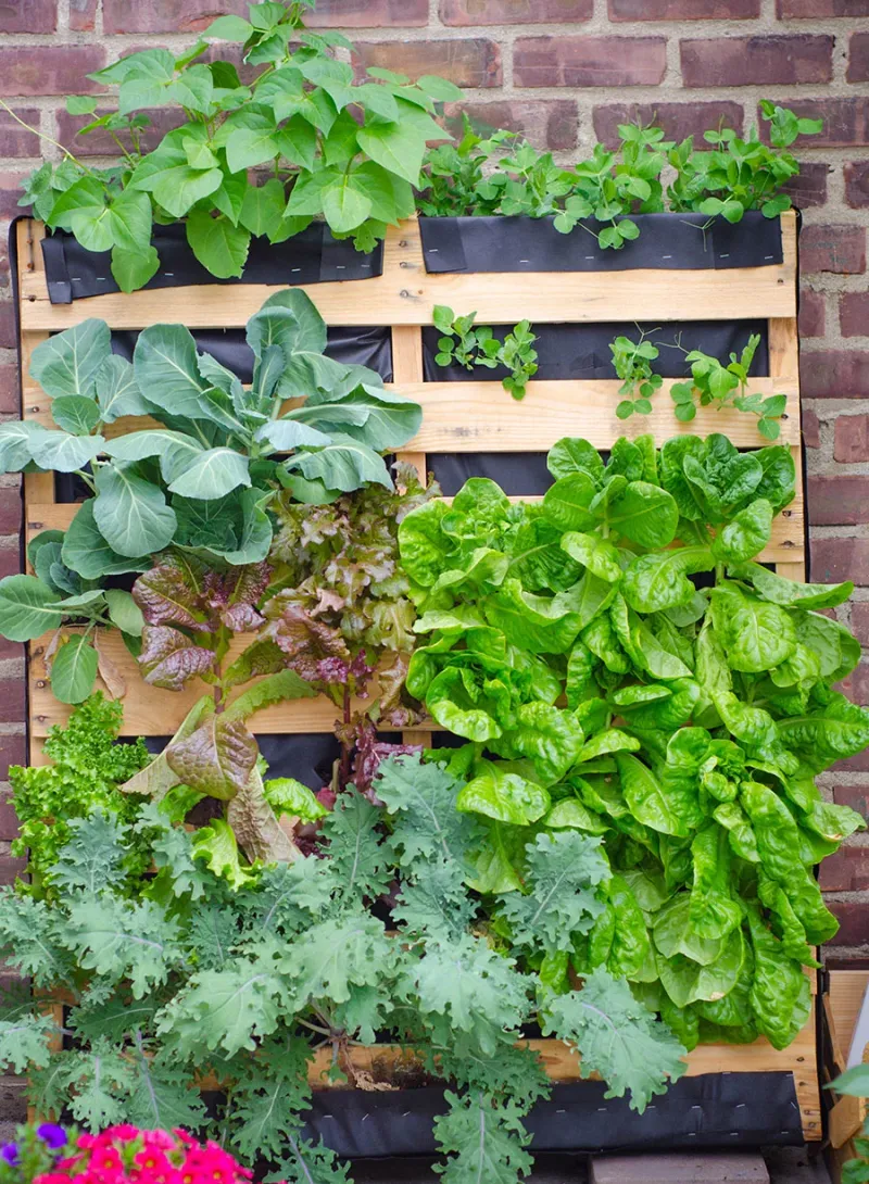 Pallet Vertical Garden