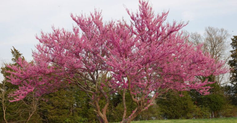 Tiny Trees, Giant Shade: 11 Small Trees That Throw Big Shadows!