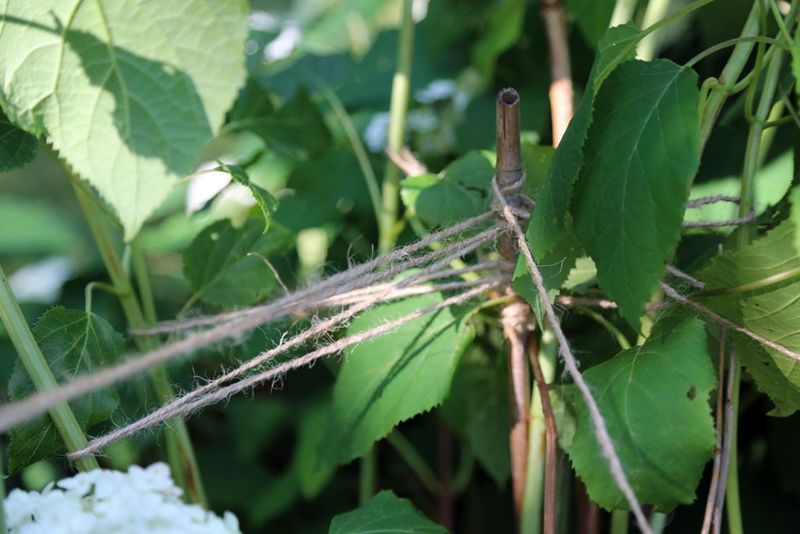 Tip 13: Proper Staking and Support