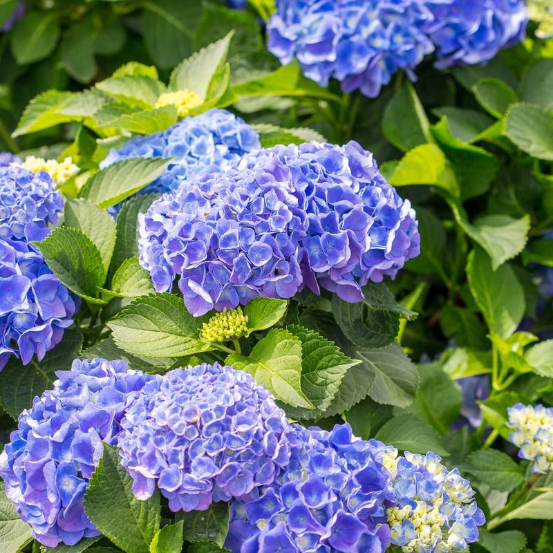 Tip 5: Fertilize Properly