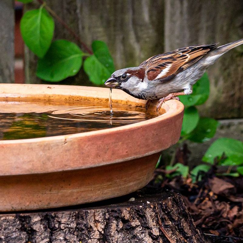 DIY Bird Bath