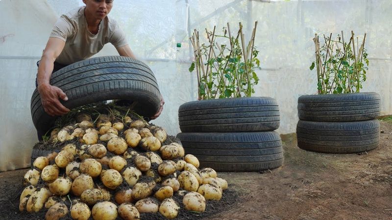 Tire Potato or Vegetable Grow Bags