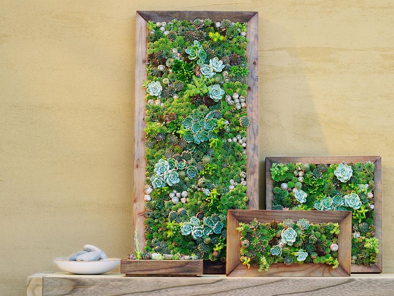 Succulent Frame Garden