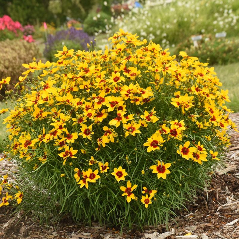 Coreopsis' Cheerful Essence