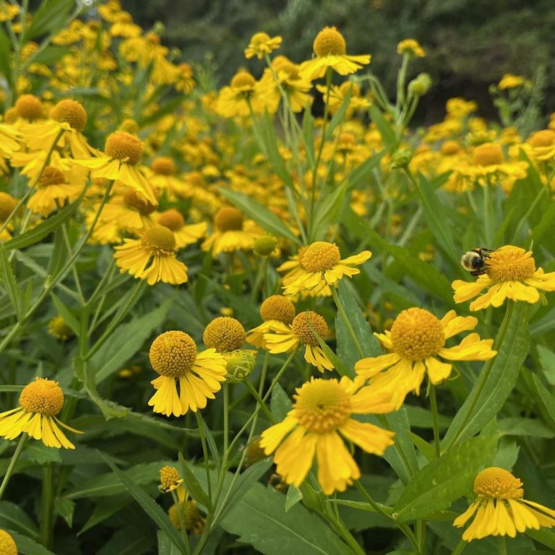 Helenium
