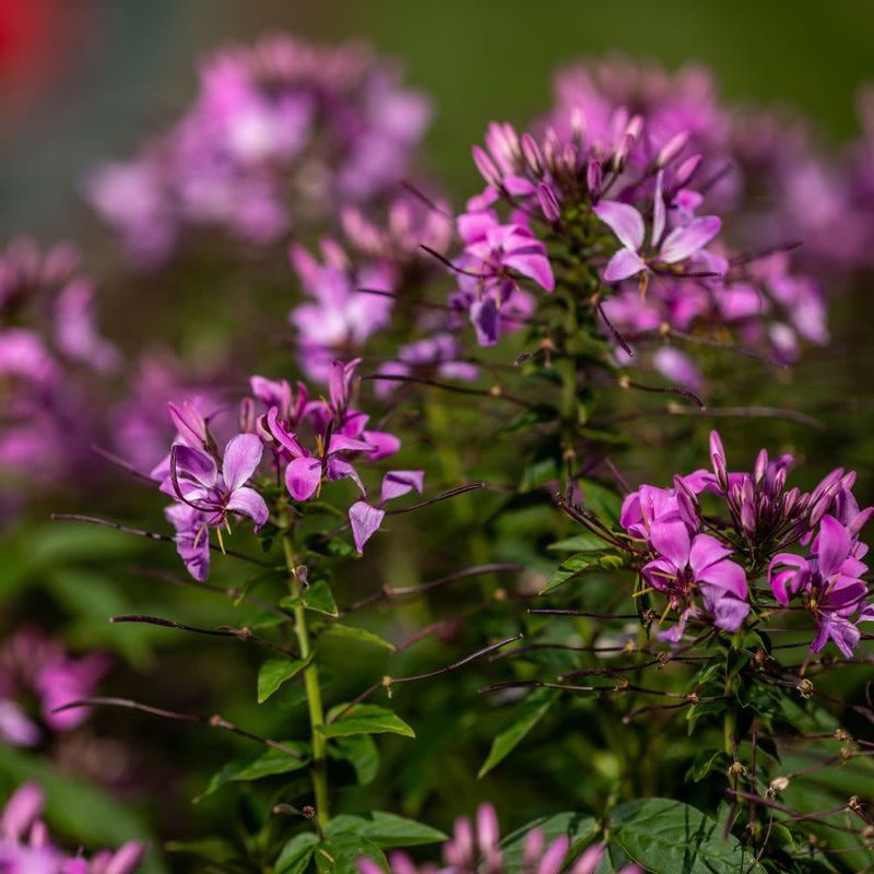 Cleome (Spider Flower)