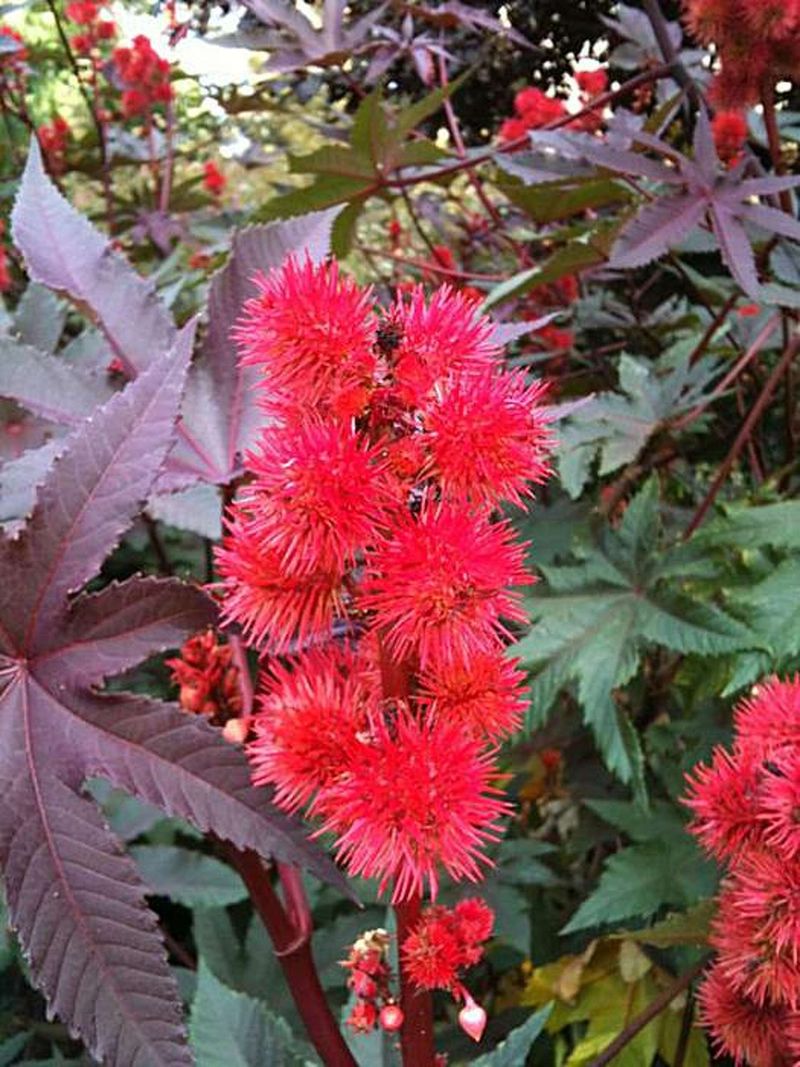 Castor Bean Plant (Ricinus communis)