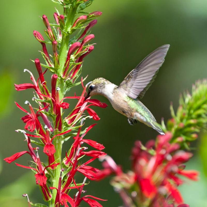 Cardinal Flower (Lobelia cardinalis)