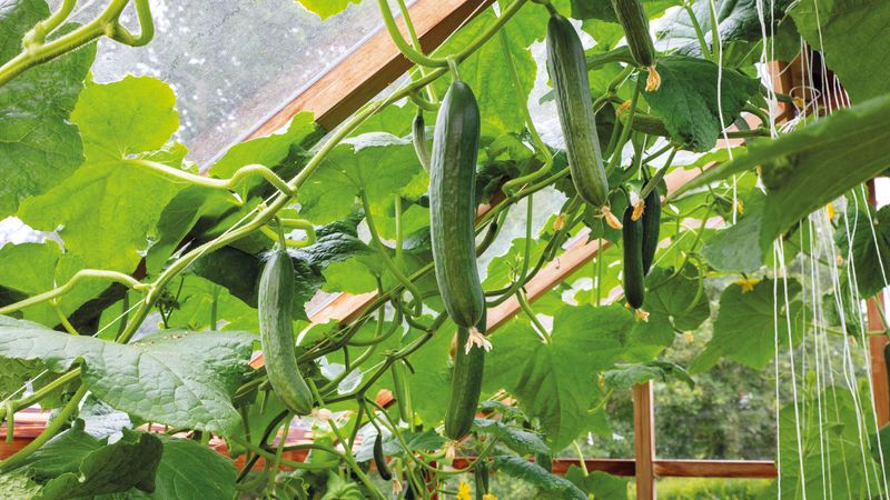 Cucumbers