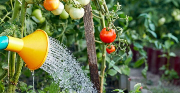Tomatoes Practically Grow Themselves with These 15 Hacks