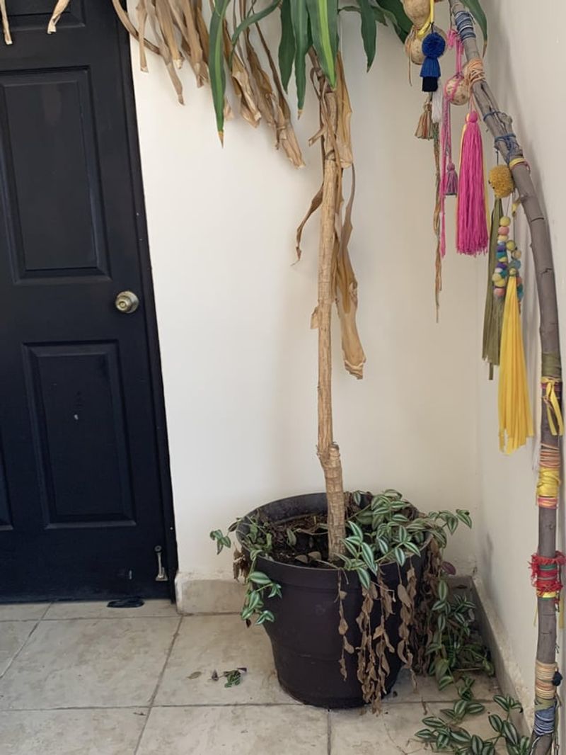 Ignoring the Front Door